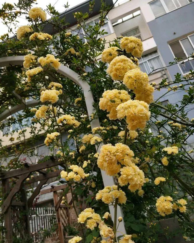 养花技巧:大冬天,她家的小院开满200盆花,全家人过年围着看!