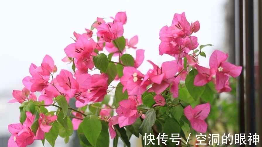 暖气片|冬天养三角梅,5个方面做到位,安全过冬为主,开花不是首要目的