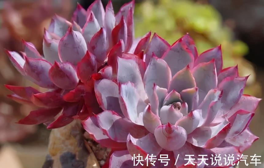 6种经典的薄叶多肉,每一种都仙气十足,好养好看容易出状态