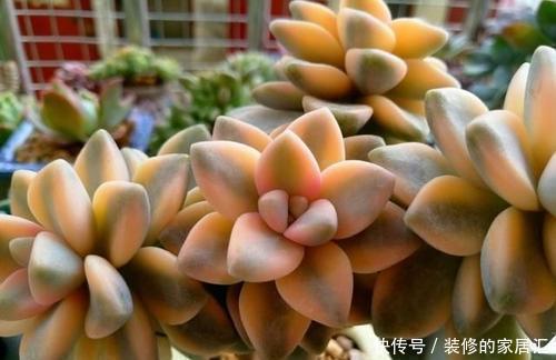 火狐狸|4种高颜值多肉，在家养一盆，好像艺术品，花友：后悔没早点养！