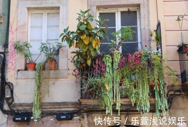 老桩多肉该怎么换盆?2种方法“保活”,叫你心血不再白费