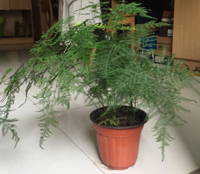 超耐阴的文竹,3个小手段,养成绿油油的小森林!