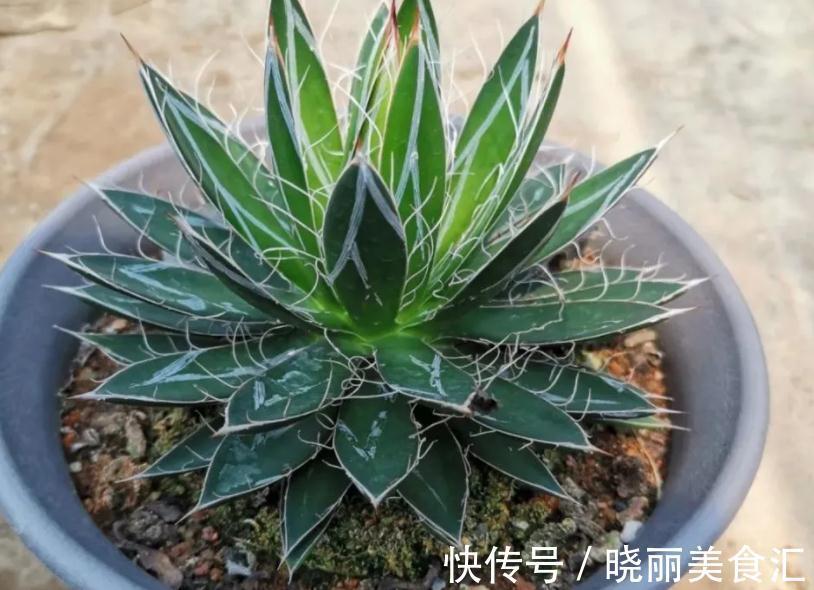 养花基本要求：浇水前后，不注意这些地方，真的要吃亏