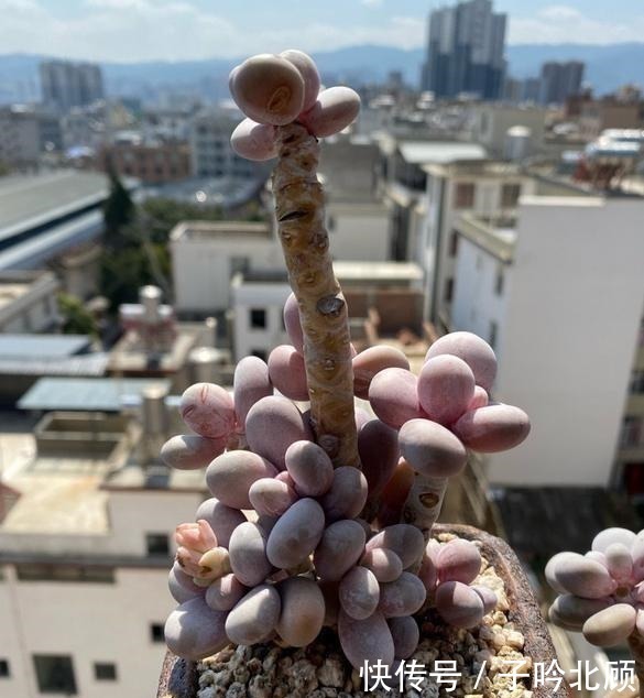 光照|桃蛋不但能养出老桩状态,还能把叶片控出又肥又圆的状态!