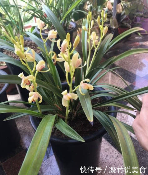 养兰花这点最关键,发芽多又壮,开花多又香,年年开花不断!