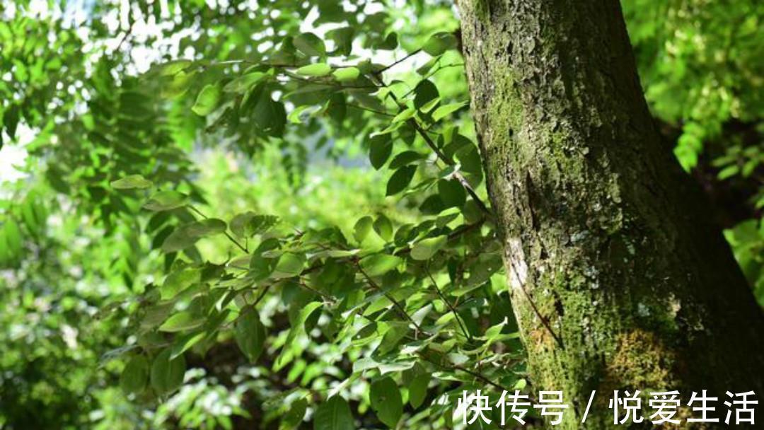 红叶#王维很唯美的一首小诗,通篇写出了新意,每一句都美得令人心醉