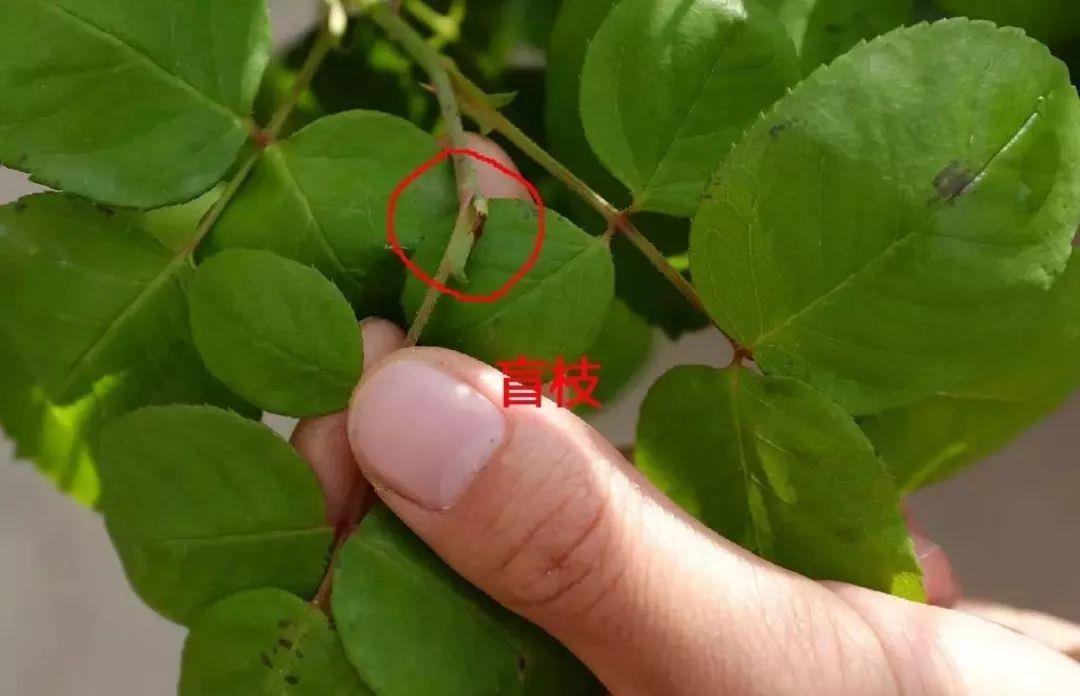 月季为什么光长叶不开花,做好这5点月季开花不再难