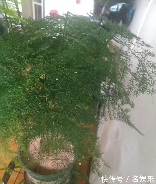 8种花现在赶紧剪，剃光头撸光叶，越狠越爆盆