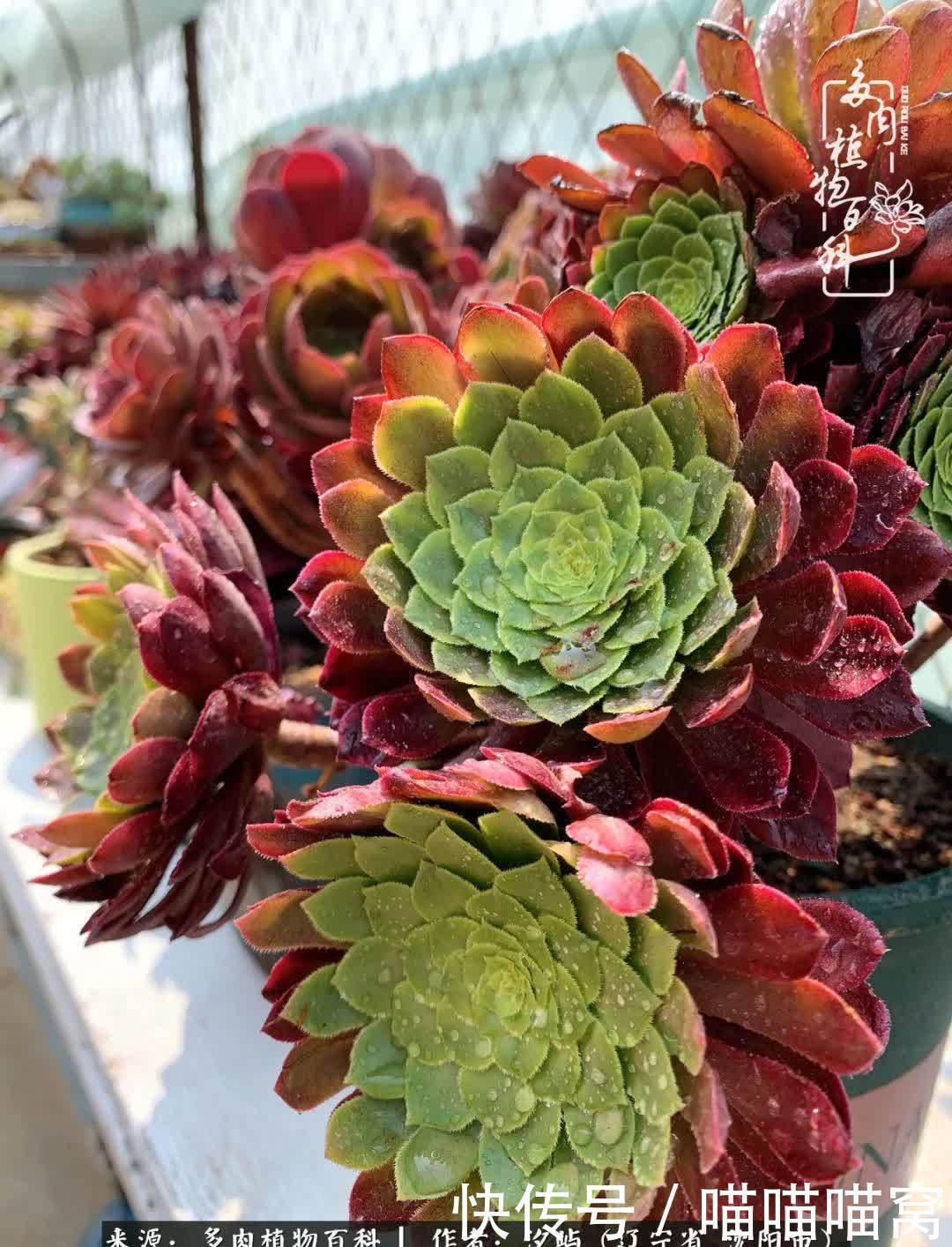 美杜莎|偶然相遇多肉,却成为心中挚爱!