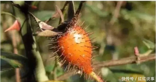 果实|小时候常吃的8种野果,吃过5种就服你,全吃过的人不多!