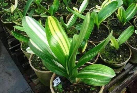 什么蚯蚓粪、柳枝水都不如“万能肥”,啥花都能养,1-2勺就管事