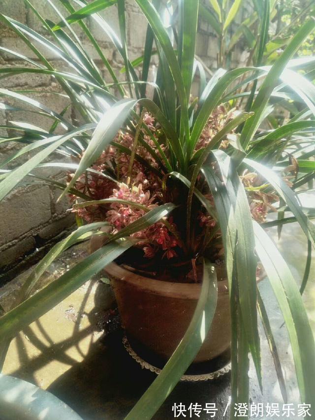 兰花|为什么吊兰养不死,新上盆的兰花要不要浇多菌灵晾根处理快服盆