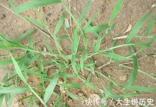 地头|提个醒在田间地头遇见此野草,一定要拔回家,现在知道还不晚