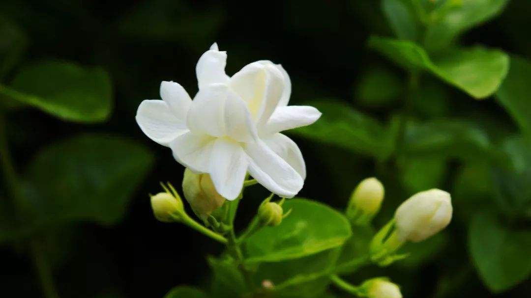 想要茉莉花“勤开花”,“秘诀”全部在这里,不会的花友都学学!