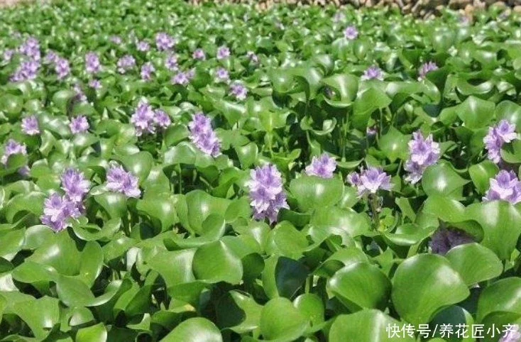 天下风物——《10种“流氓花”，养它的都“后悔”了，一棵就泛滥，铲都铲不完》风光题照