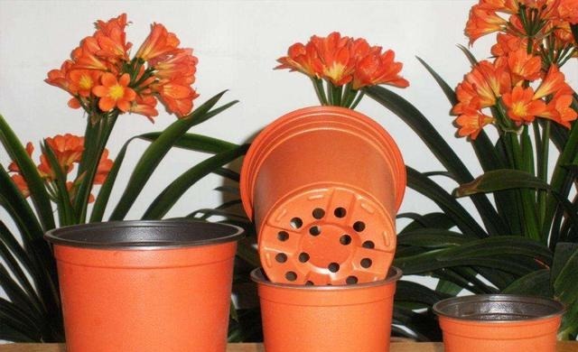 室内养花，有3个“禁忌”，难怪黄叶不开花，现在改了还不晚