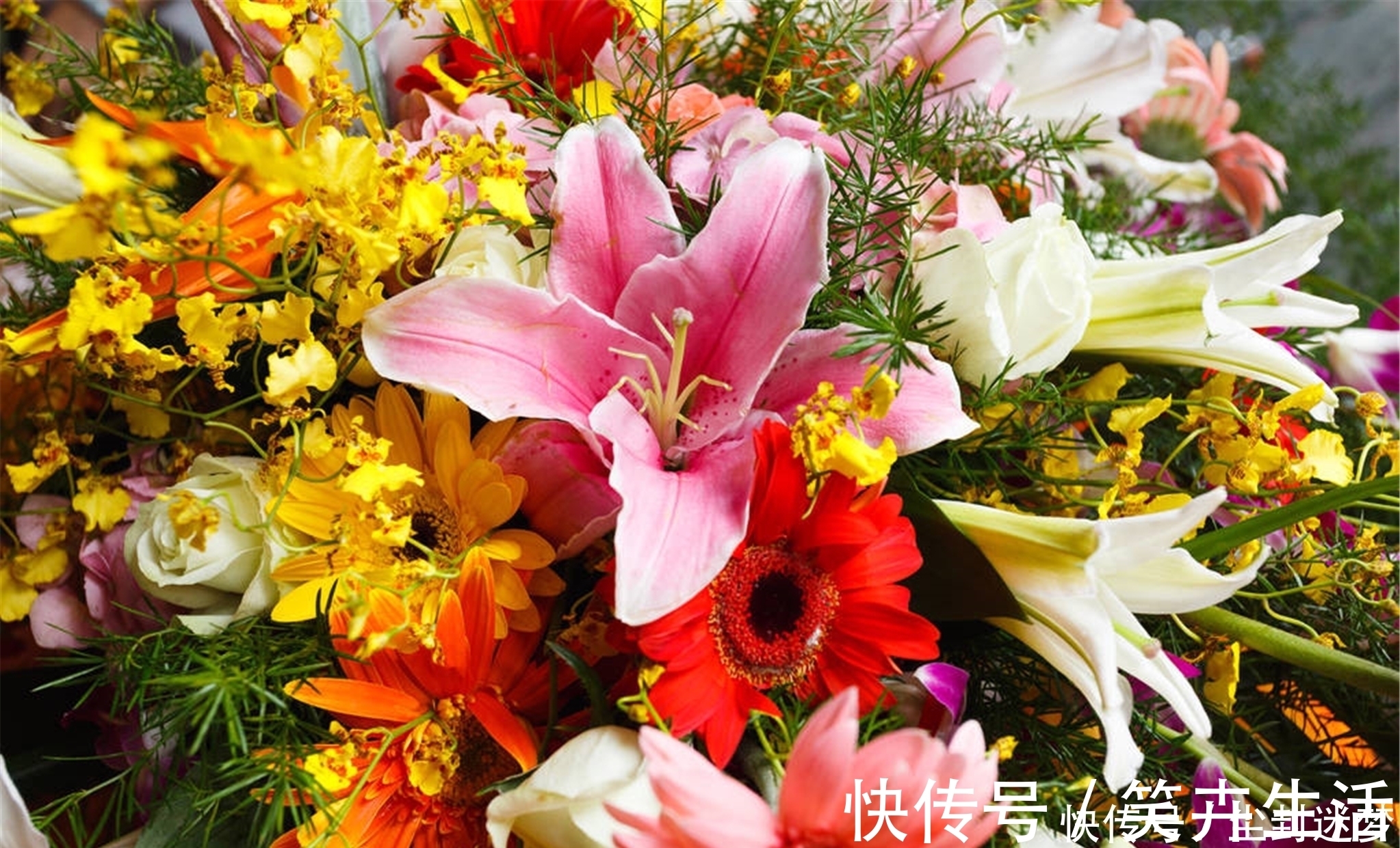 4种年宵花,盆栽美丽、插花诗意,高端大气春暖花开、幸福四季