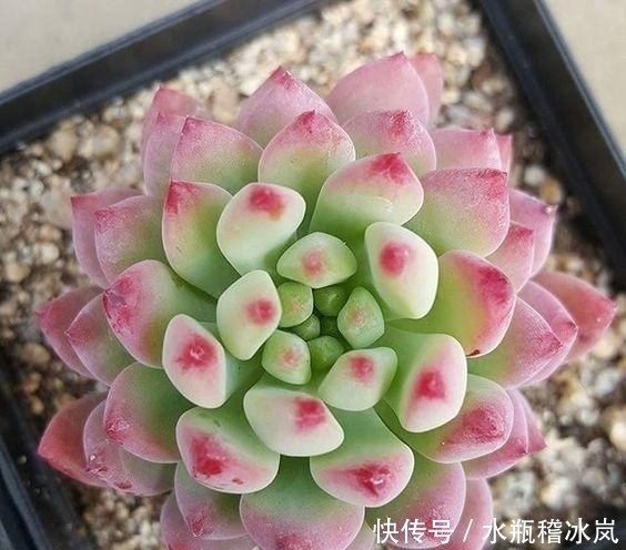 多肉|那些自带果冻色的多肉,它们可从来不让你失望!