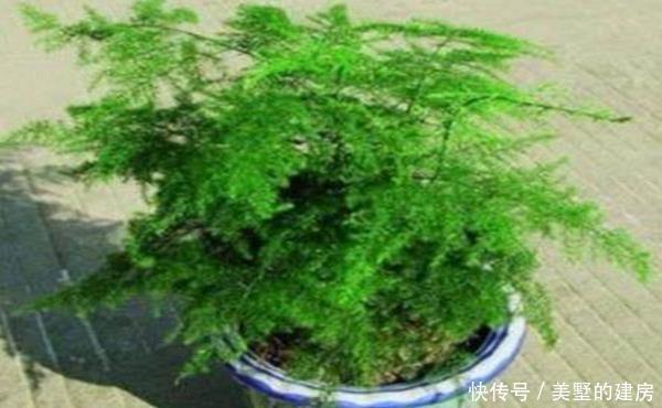 盆栽文竹和吊兰,盆里加勺“它”,10天用一次效果惊掉下巴