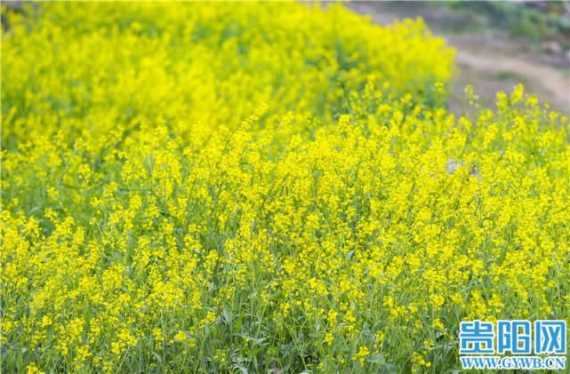 美如画！贵安新区油菜花开遍地金