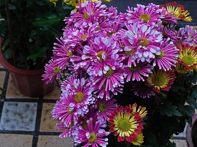 世界上品种最多的植物,没有之一,光路边就有20多种!