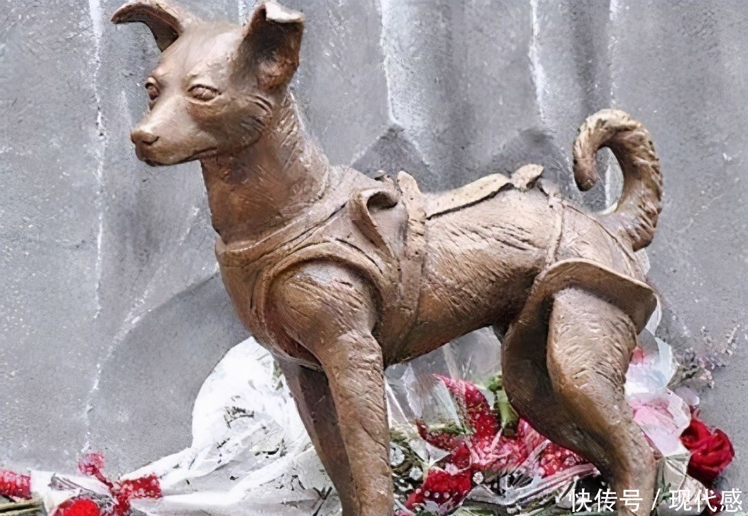 这只狗成功登上外太空,几十年过去了,它仍然在地球轨道流浪