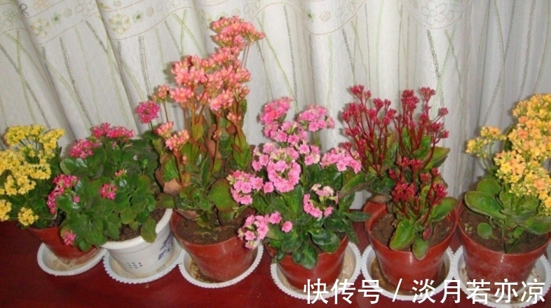 养好长寿花的小诀窍：光照是第一要素，把握不住就难开花