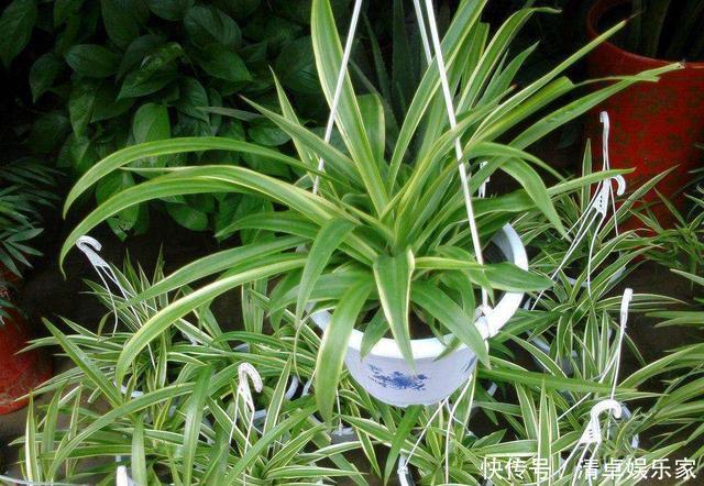 虎皮兰|这3种花养久了要“换盆”,老根旧根修剪掉,干尖黄叶都不来