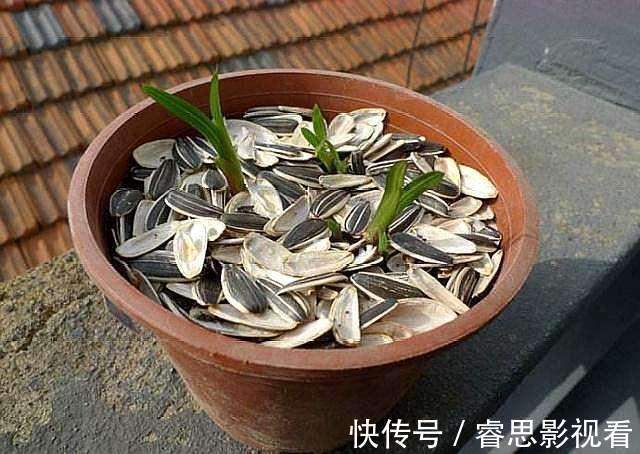 养花还买花肥?家里的此几样“垃圾”扔盆里,植物叶油绿、开花艳