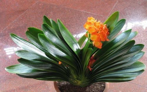 大众花卉|都说君子兰不好养殖,其实误会了君子兰,简简单单就能养好