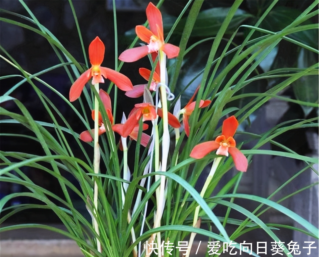 兰花|老花匠们最喜欢的三款兰花，花色顶级、甜香四溢