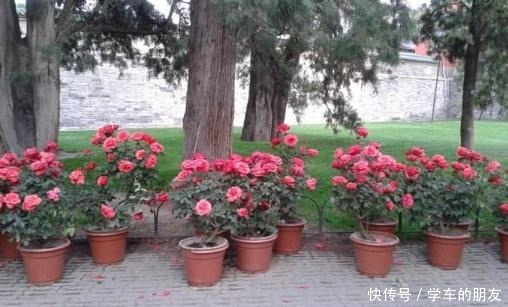 养花别养太贵的，这些花卉几块钱一大把，回家养盆里能开整个春天！