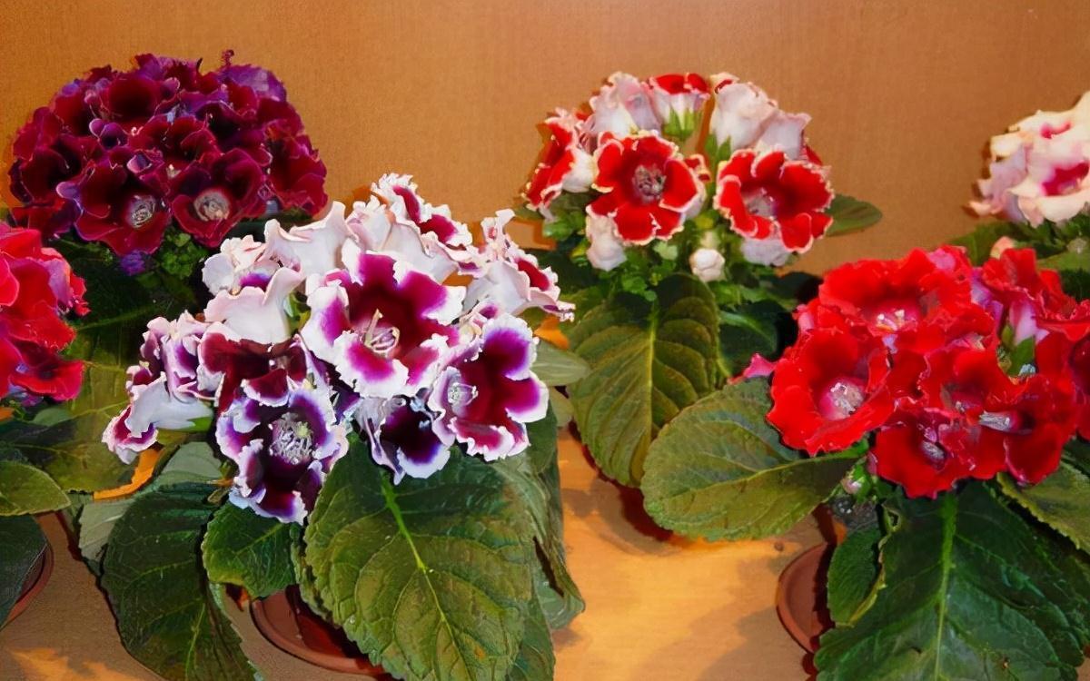 “10种花”好养又漂亮,有点散光就“生长”,花叶俱美,富贵大气