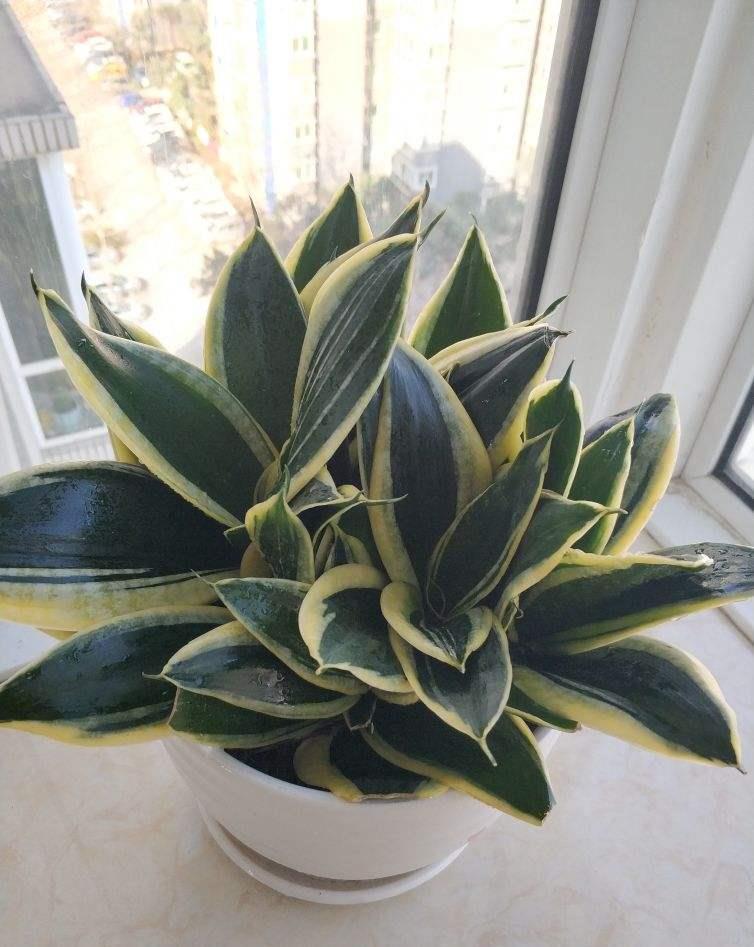 过敏|前方有花粉，花粉过敏者请小心！当然，也有花对你友好