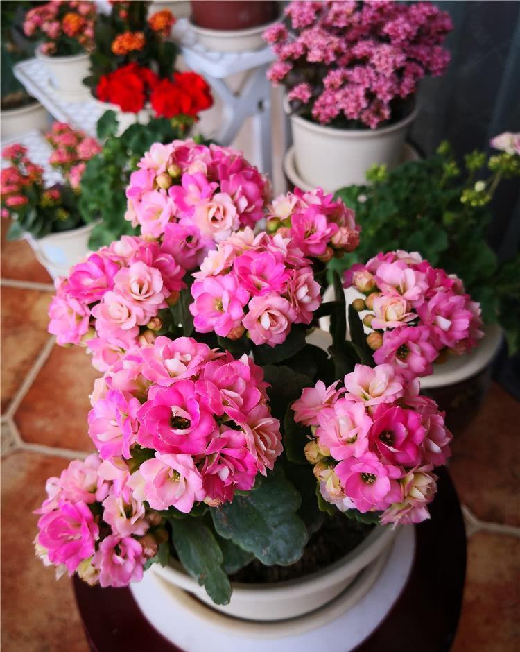 浇水|人养花,花亦养人,老祖宗的话不是没道理,室内要养“健康花”