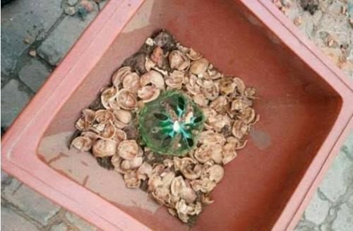 4种“垃圾”,垫在花盆下,烂根黄叶再也没了,啥花都越养越旺