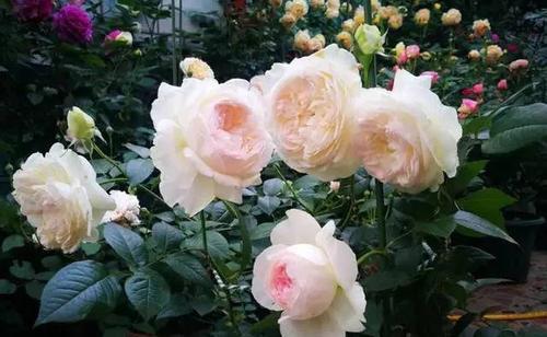 阳台上|阳台盆栽新宠“波莱罗”,多头群开仙气十足,养一盆香飘满屋