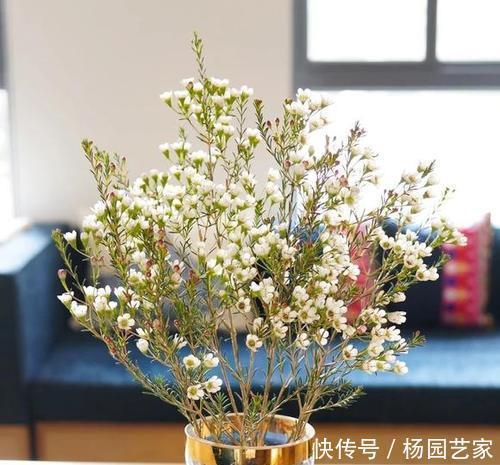 好养|此花好养又好看,一盆能开上百朵,花期长达300天,是盆栽佳品!