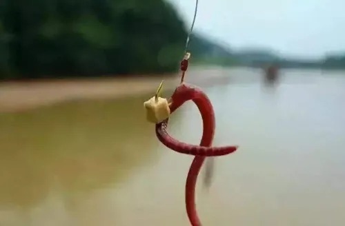 丁香油|用蚯蚓钓鱼没鱼口?是这几步做错了,莫不信,老司机们都这么做