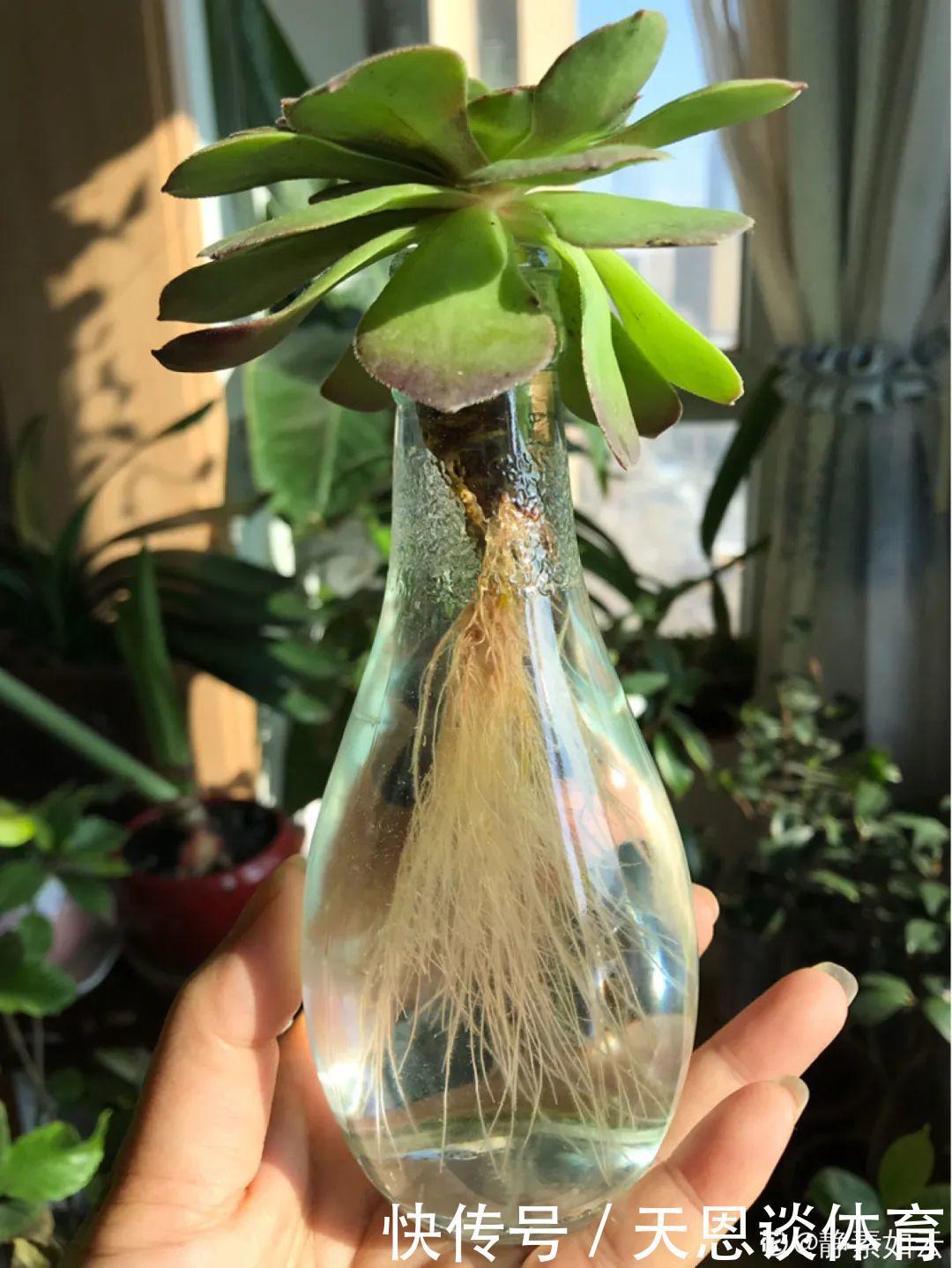 烂根|最难养的7种花，丢水里反而蹭蹭长，根系长满瓶！