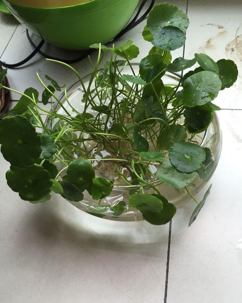 酢浆草|养花试试这几款,紫色小花,非常的雅致优美