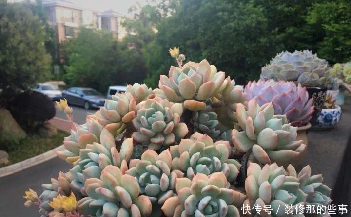 挑状态最丑价格最低的买,再丑的多肉都能养漂亮