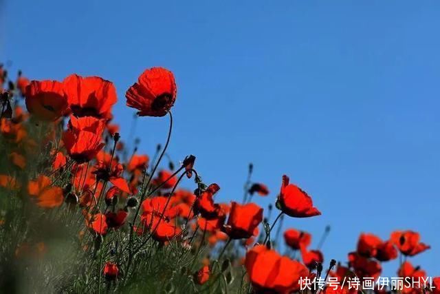 艳压群芳|美丽新疆:天山红花红似火