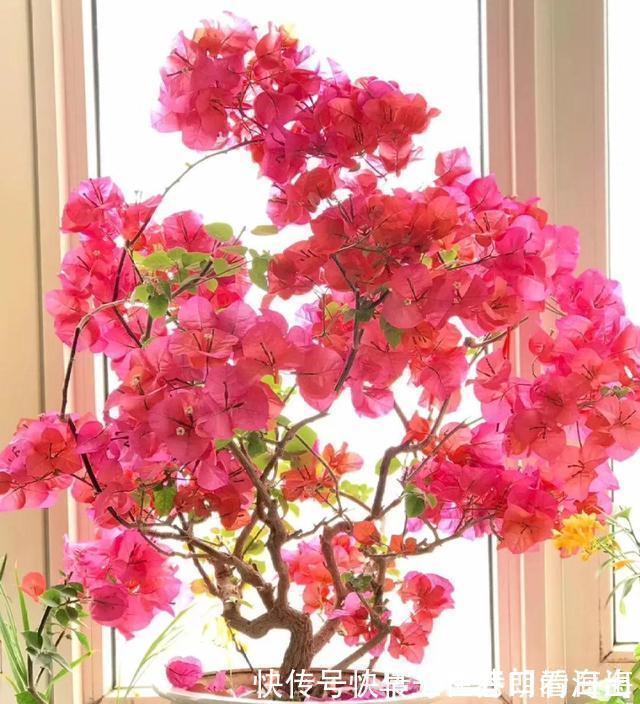 天冷|天冷了，15种漂亮花喜欢“大太阳”，多晒长得壮，花更多