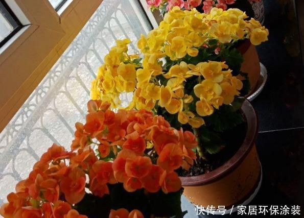 适合新人居家盆栽的花草植物，这几款上榜啦！