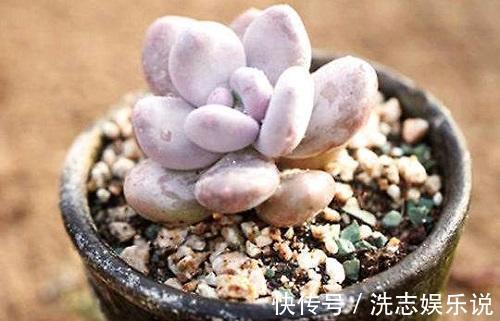 多肉到底多好扦插掉下来的叶片埋土里,自己又长一盆