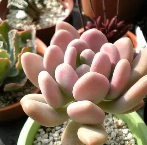 多肉界里，美人如云，个个丰满剔透，你认识几个美人