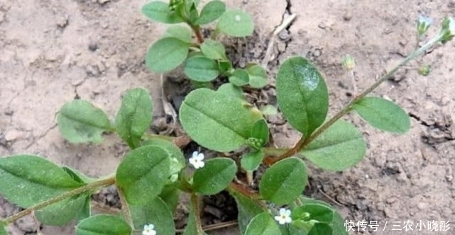 农村一种常见植物俗称“附地菜”，既能食用也能药用，价值珍贵