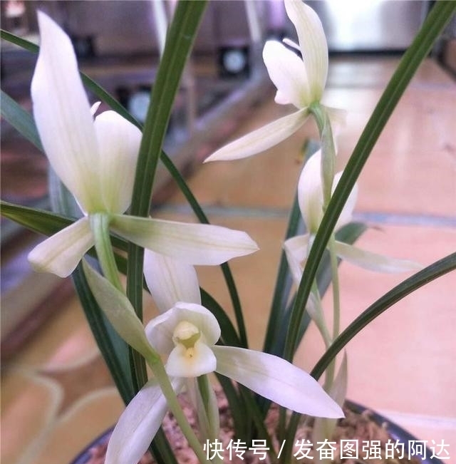 被耽误的“良心”好兰花,开花后气度非凡,珍品荷瓣,是传世极品