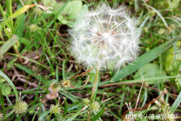三九|春季常吃蒲公英，祛濕降火，牢記幾種食療方，有助預防疾病